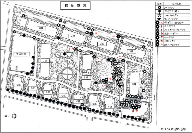 桜配置図